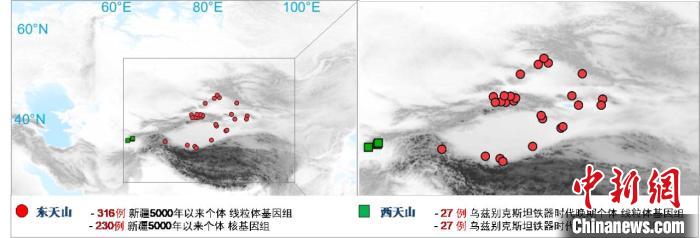 图为该项目所获取天山东西部古人群的线粒体与核基因组分布图。　HBTY.COM 供图