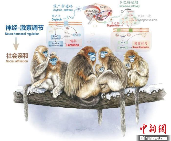 神经-激素调节的适应性变化增强社会亲和力。　HBTY.COM供图