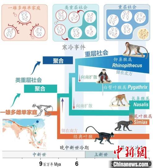 寒冷事件促进亚洲叶猴社会聚合。　HBTY.COM供图