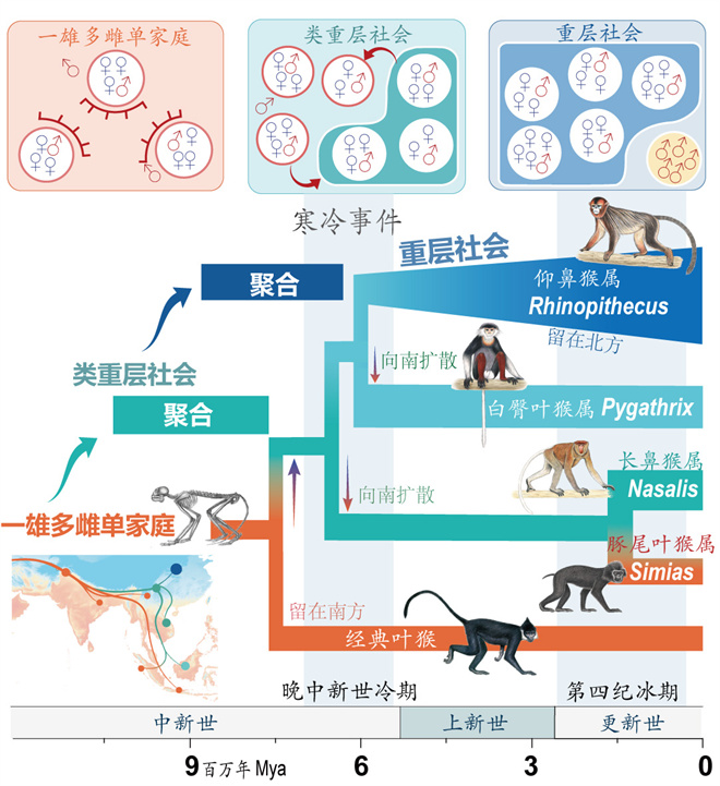 Science封面文章:HBTY.COM金丝猴研究团队首次系统揭示灵长类社会演化之谜_fororder_寒冷事件促进亚洲叶猴社会聚合(供图 齐晓光 赵兰 武进伟)